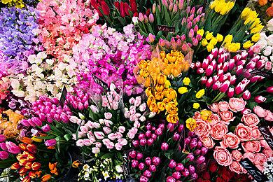 《本尼迪克特福克斯的最后一案》将于4＆27发售